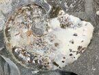 Iridescent Discoscaphites Ammonite - South Dakota #44055-1